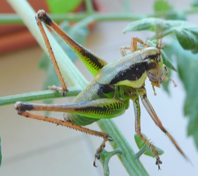 Euphalidoptera Chabrieri?